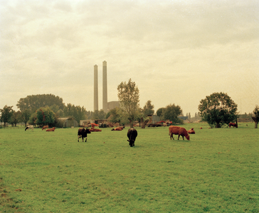 822564 Afbeelding van vee in een weiland bij de Isotopenweg te Utrecht (ter hoogte van de boomgaard Hendrikhof); op de ...